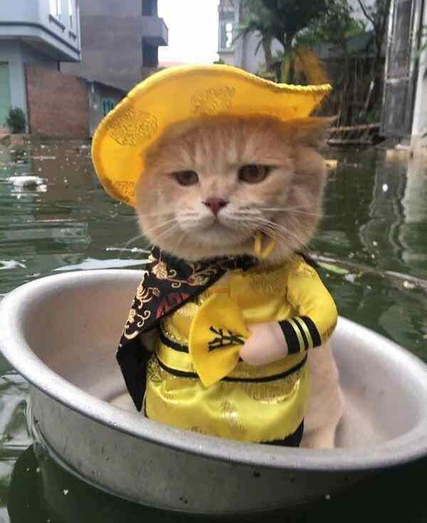 我觉得金能科技的现状和这只猫很相似外表冠冕堂皇却是随时可能翻船