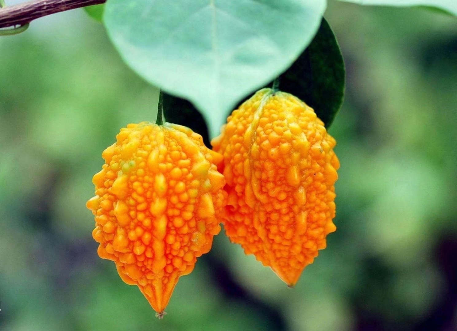 明日市场观察:周一虽然高开,但是在处于或逼近前期的