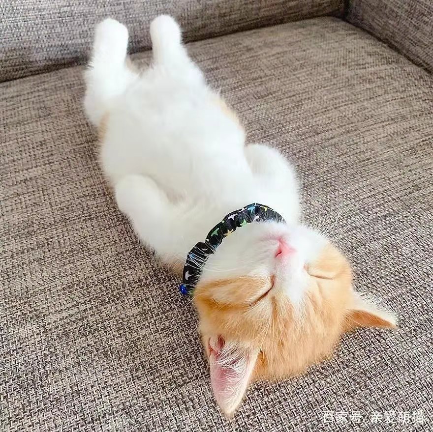 又又涨停了 吃饱喝好 开心睡大觉 跌停叫我哈