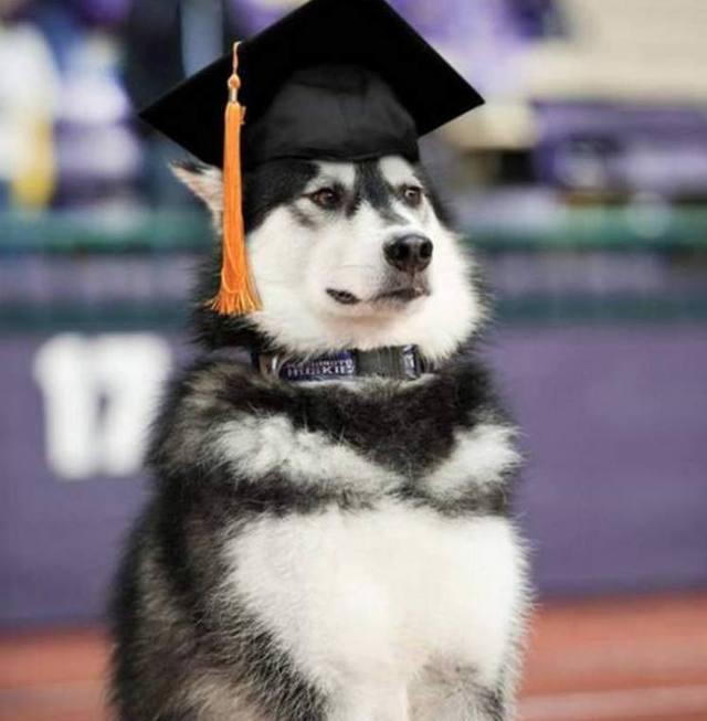 龙洄头 狗博士,别装死啊