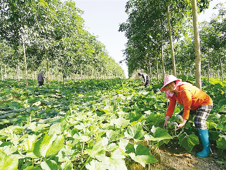 经验:海南橡胶林转型种植其他经济作物：机遇与挑战并存