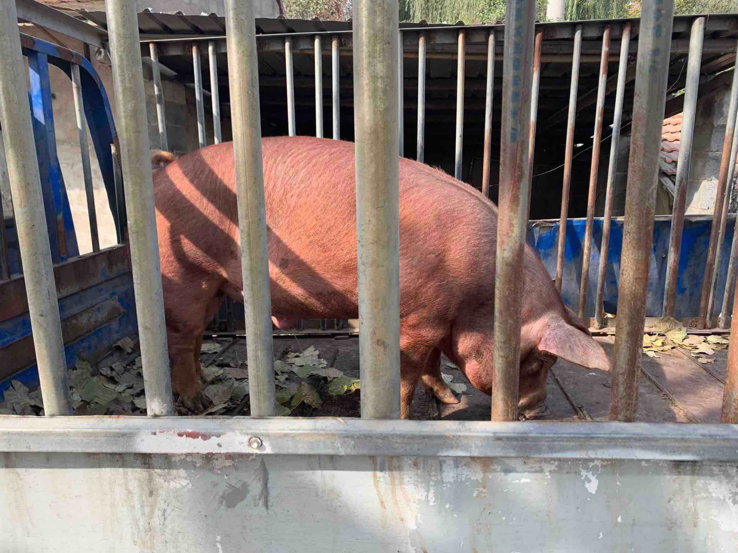 今天卖猪50头,这是第一头,394斤,20块5一斤,8077块,永载史册!