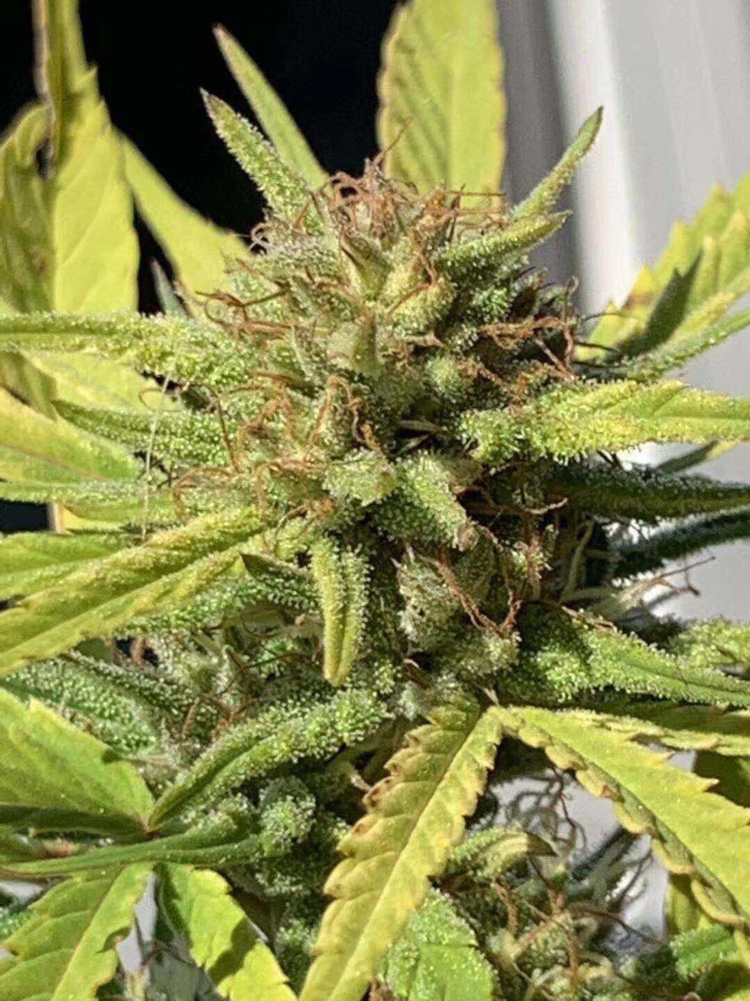 我想问一下,个人可以租地种工业大麻卖吗?我特别想知道是否可以啊?