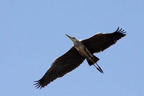 青鸟,何时你能一飞冲天啊?