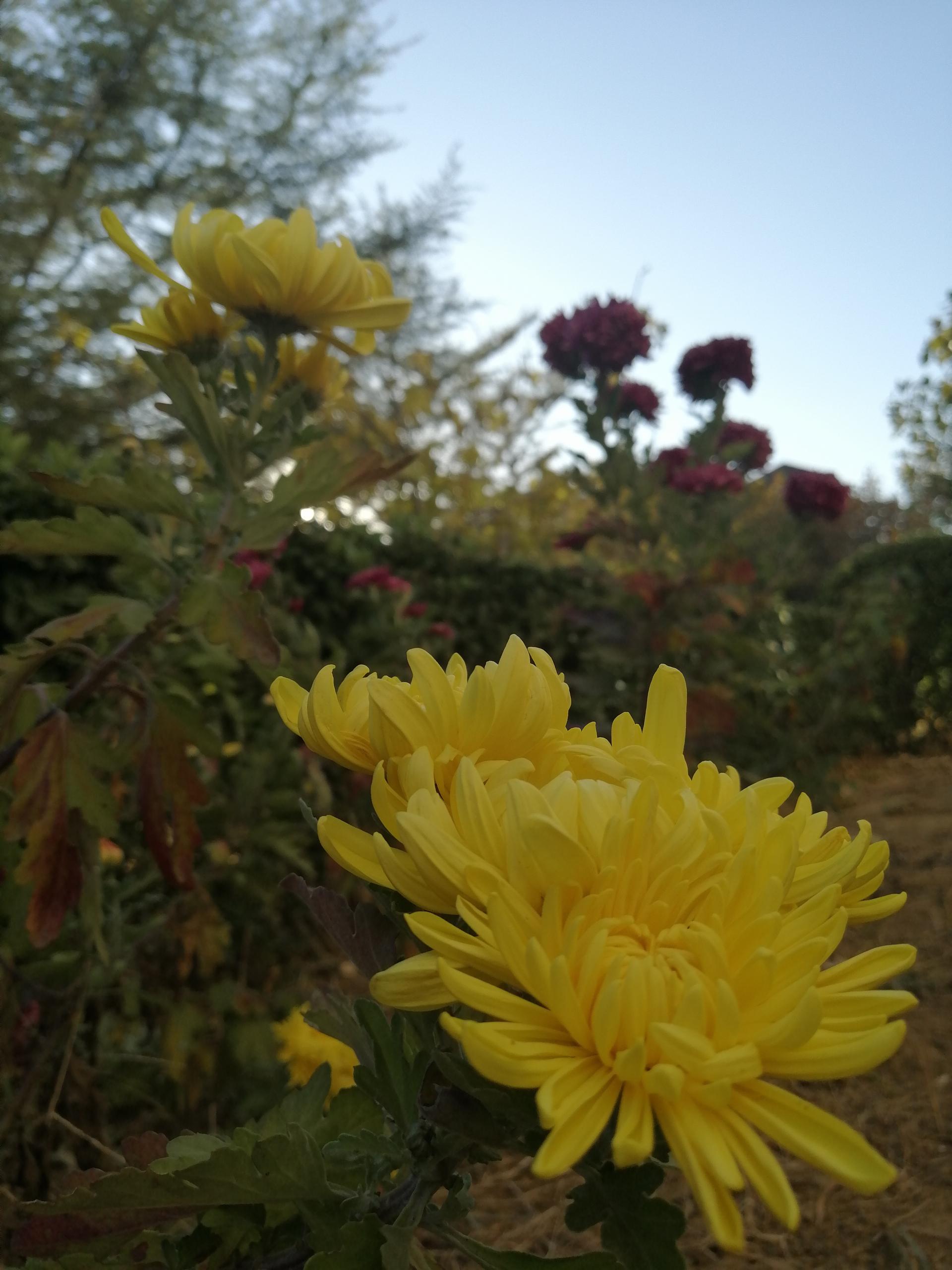 篱边黄菊————东方财富网博客