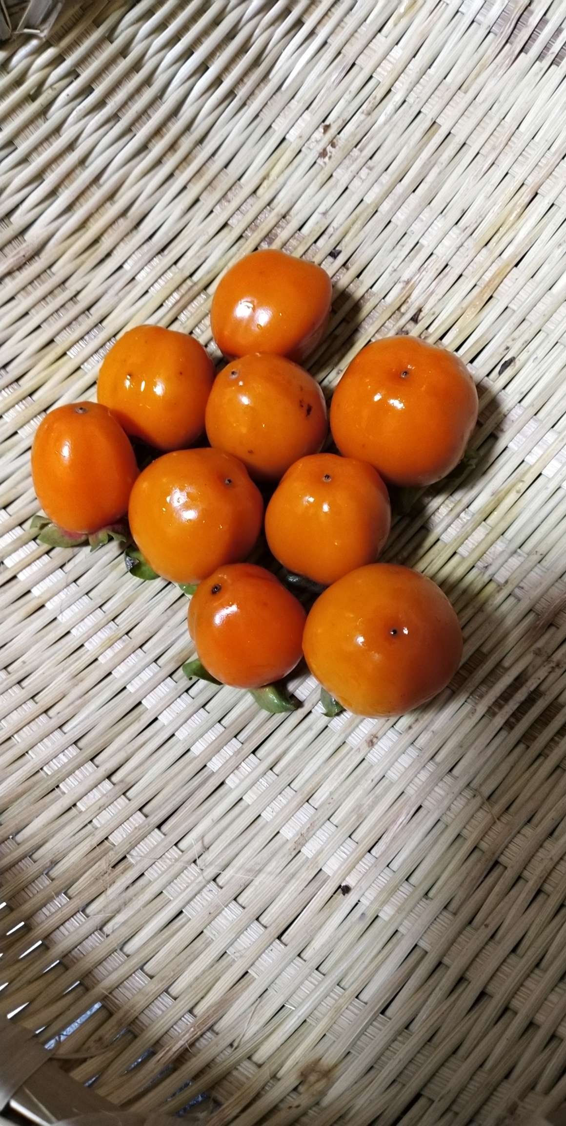 今天上山摘的野柿子,柿柿如意!