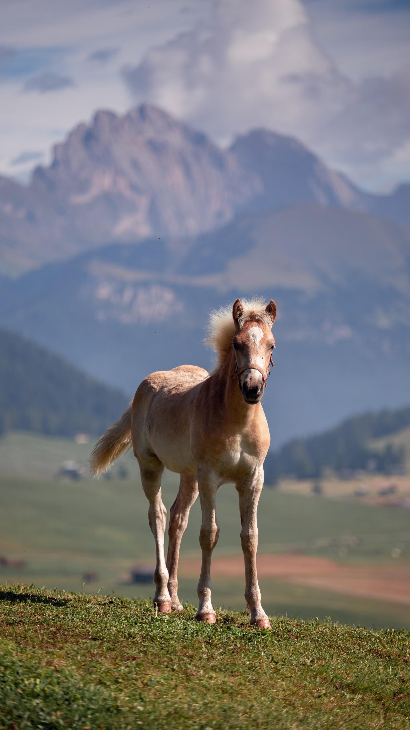 空头竭尽,随时拉升