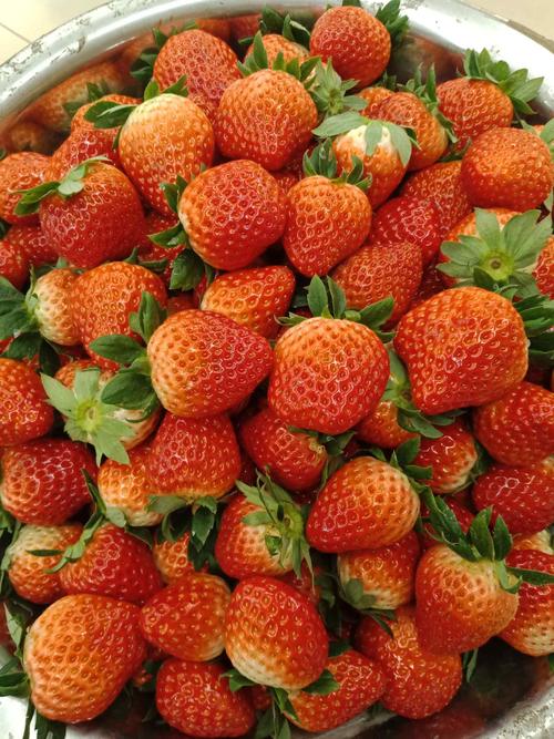 妹妹跟同学去摘的草莓特意送了一盆给我哈哈哈哈有妹妹真好这个冬天很