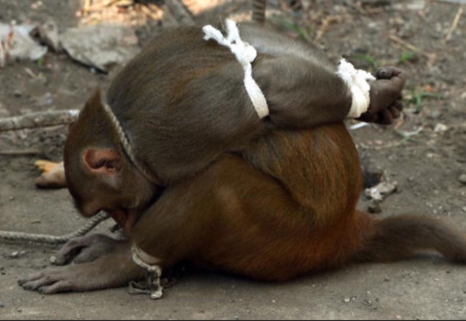 黑嘴没完啦!这下终于让我抓到你了!大家说咋办吧?