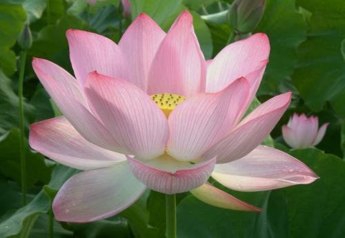 百亿莲花迎风绽放