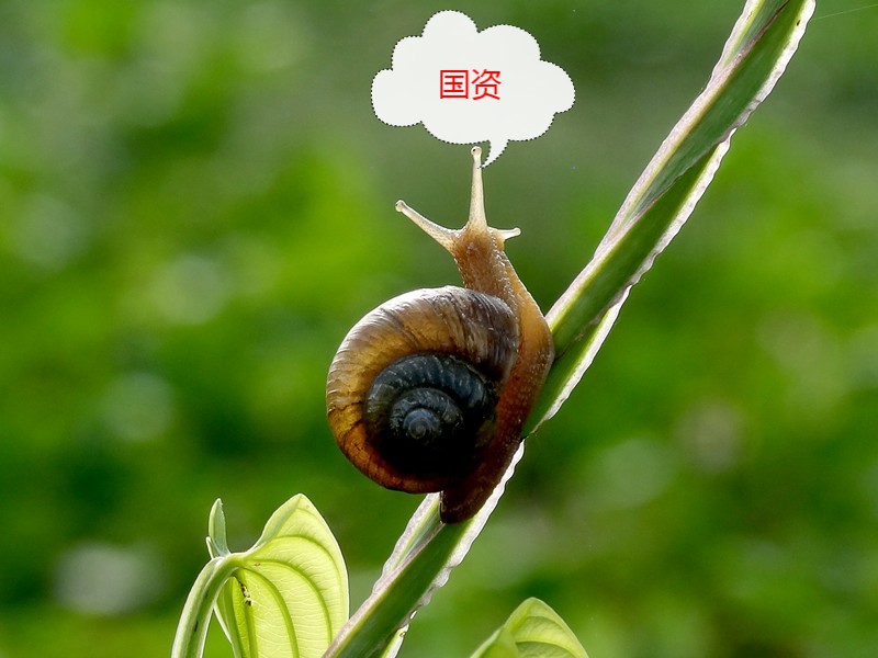 蜗牛也是牛批准后变为真牛