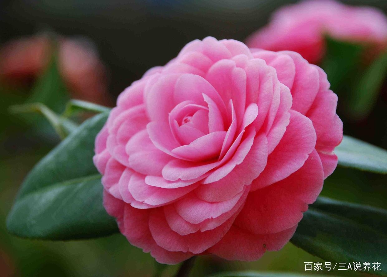 余岳桐(资深投资人):反弹行情仍会延续!