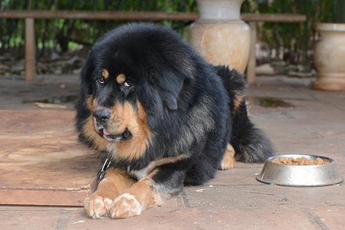 此狗丧獒乃我爱犬[大笑]大家看品相怎么样[大笑][大笑]