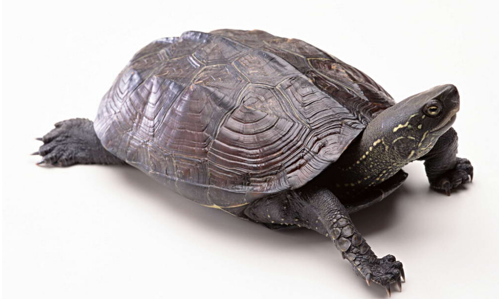 鳌龙头龟身不是鳖