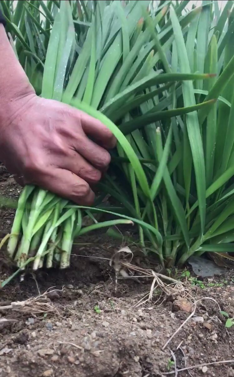 庄家开始小幅土地收成韭菜