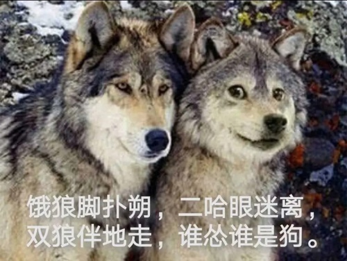 双狼表情包图片
