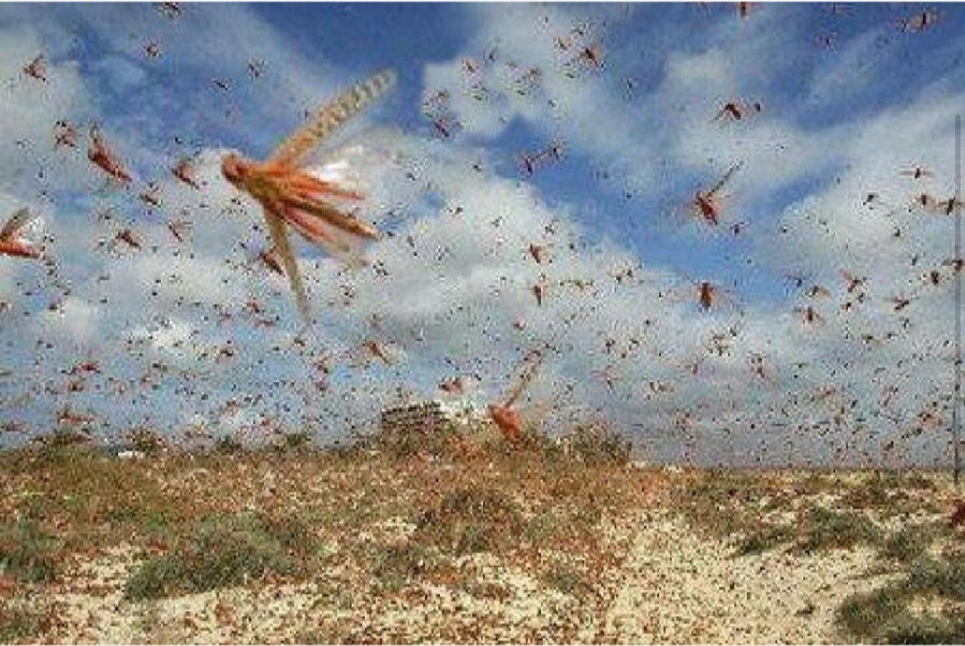 非洲蝗虫灾害图片