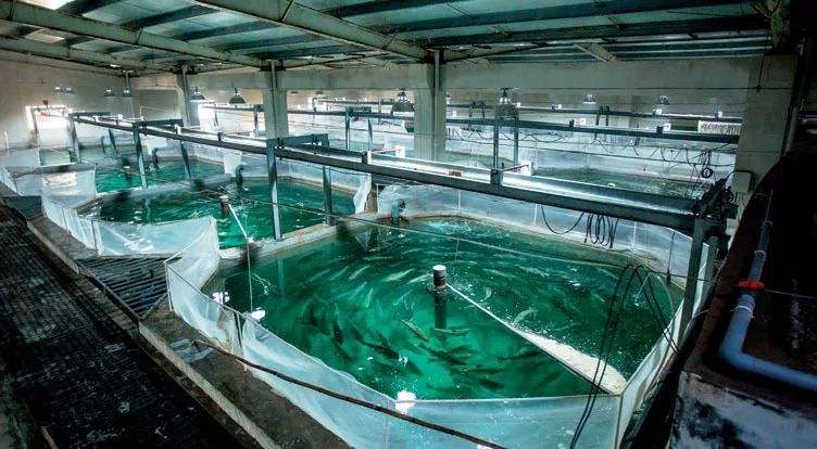 三文鱼人工养殖图片