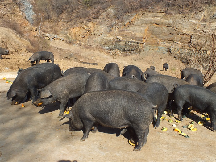 中国十大土名猪你认识几个