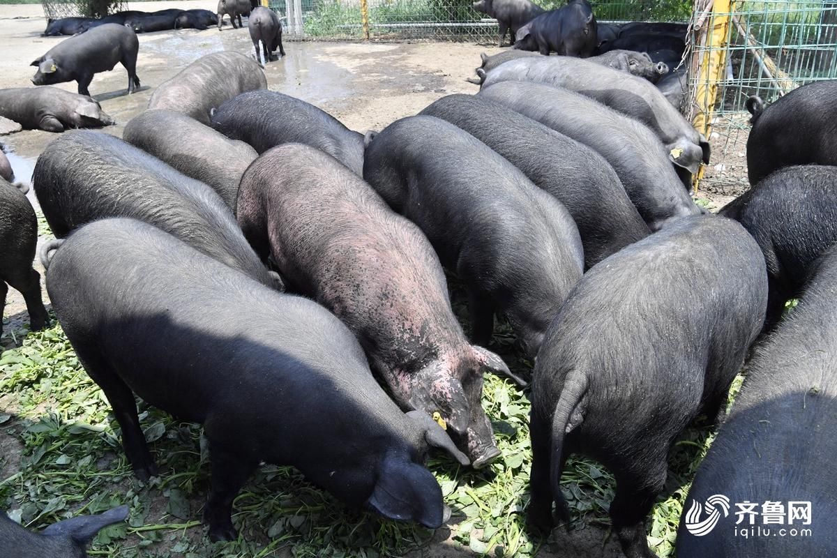 中国十大土名猪你认识几个