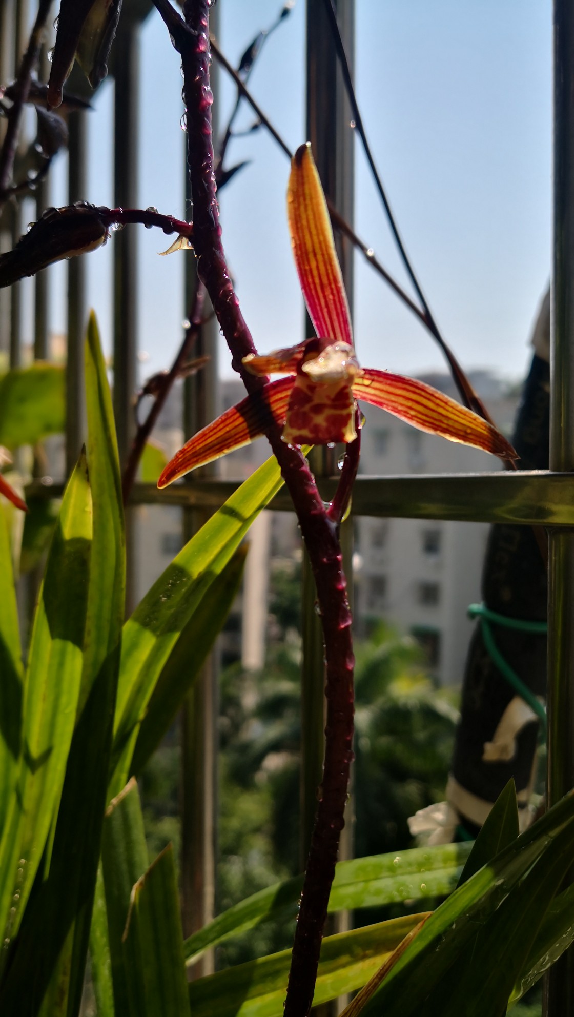                  野百合也有春天