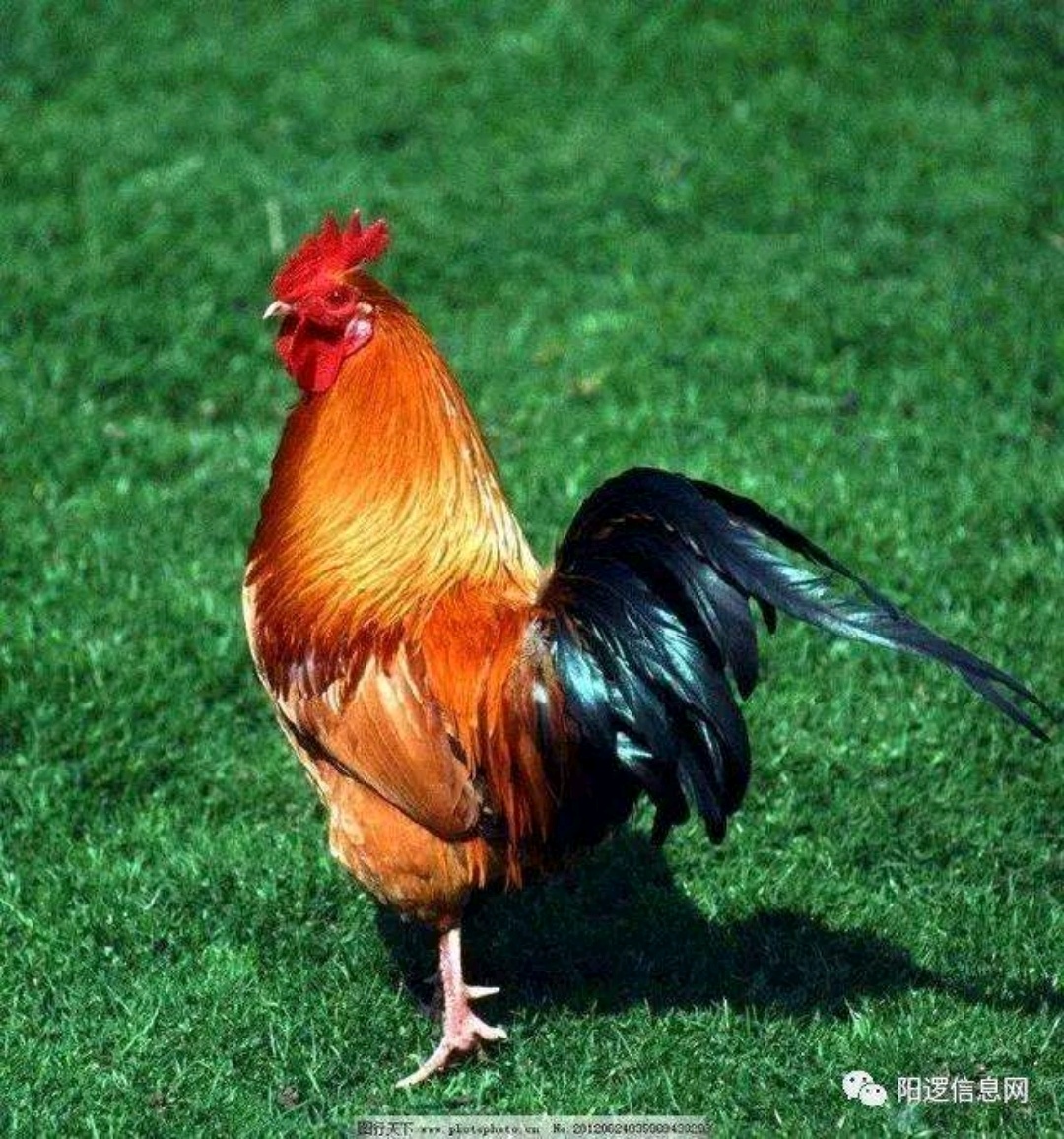 支付定期存款_定期付款_交银定期支付