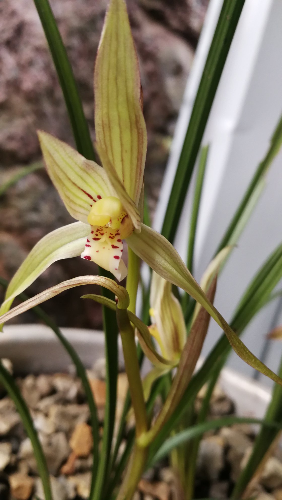 四川人民发来贺电并附上一幅兰花给大家欣赏,如果你喜欢,尽可打赏