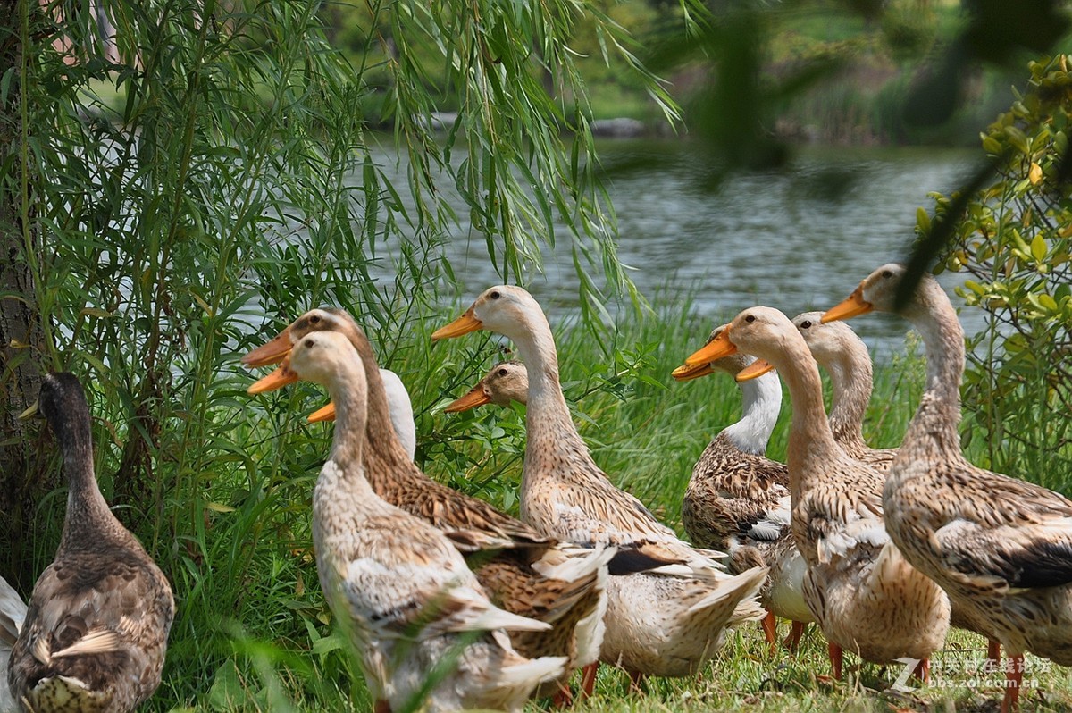 我国的水禽养殖业_博客_东方财富网
