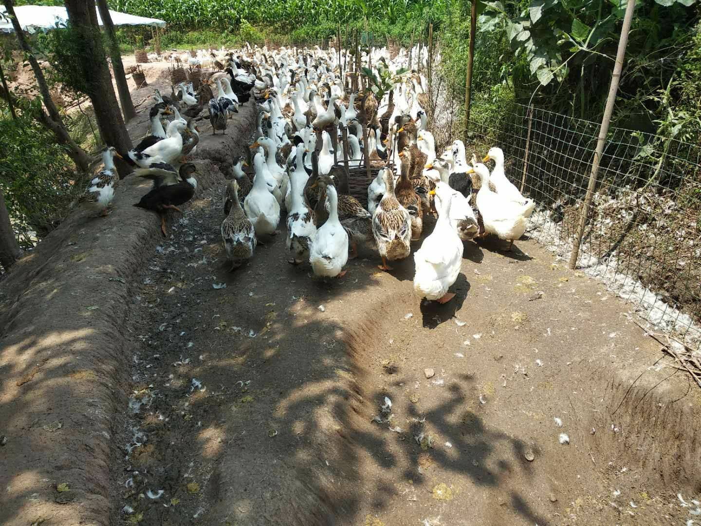 我国的水禽养殖业_博客_东方财富网