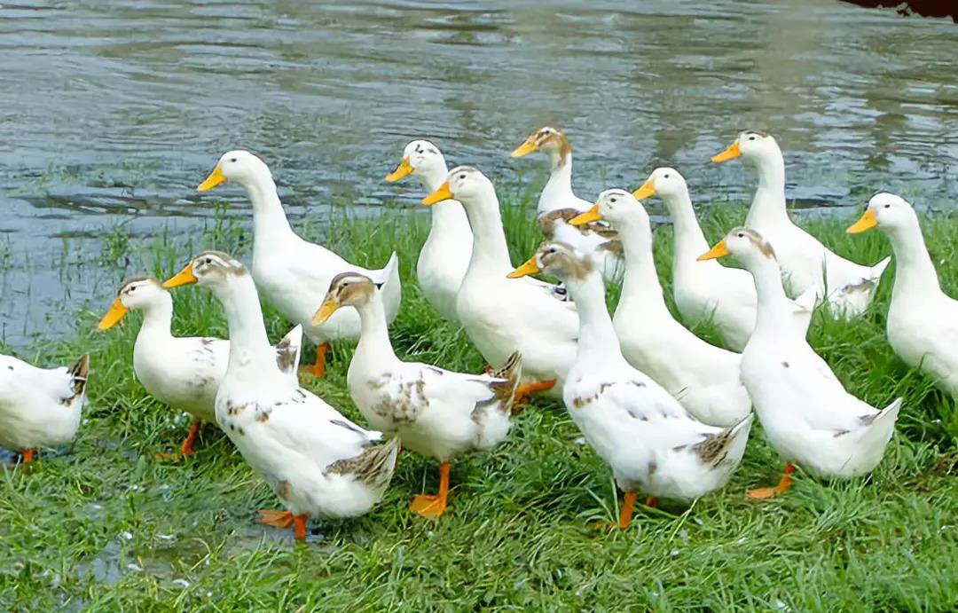 我国的水禽养殖业_博客_东方财富网