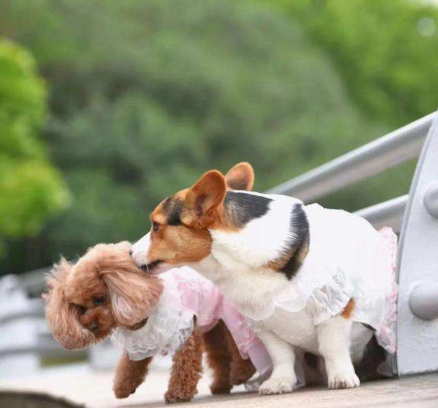 柯基去看望泰迪