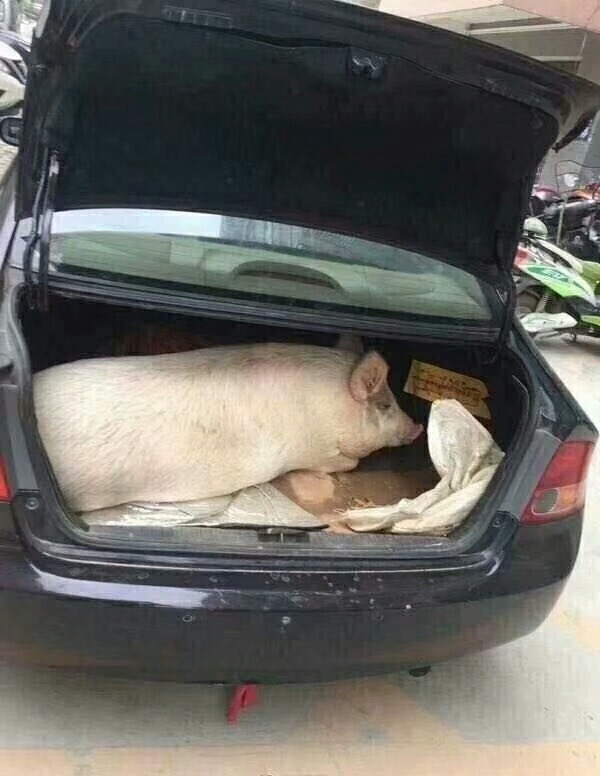 这次强势上攻是挣钱的机会,明后天会放大量继续洗盘,能留的住的肯定