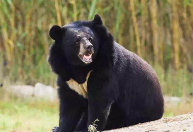 当吃人的熊瞎子来了怎么办?