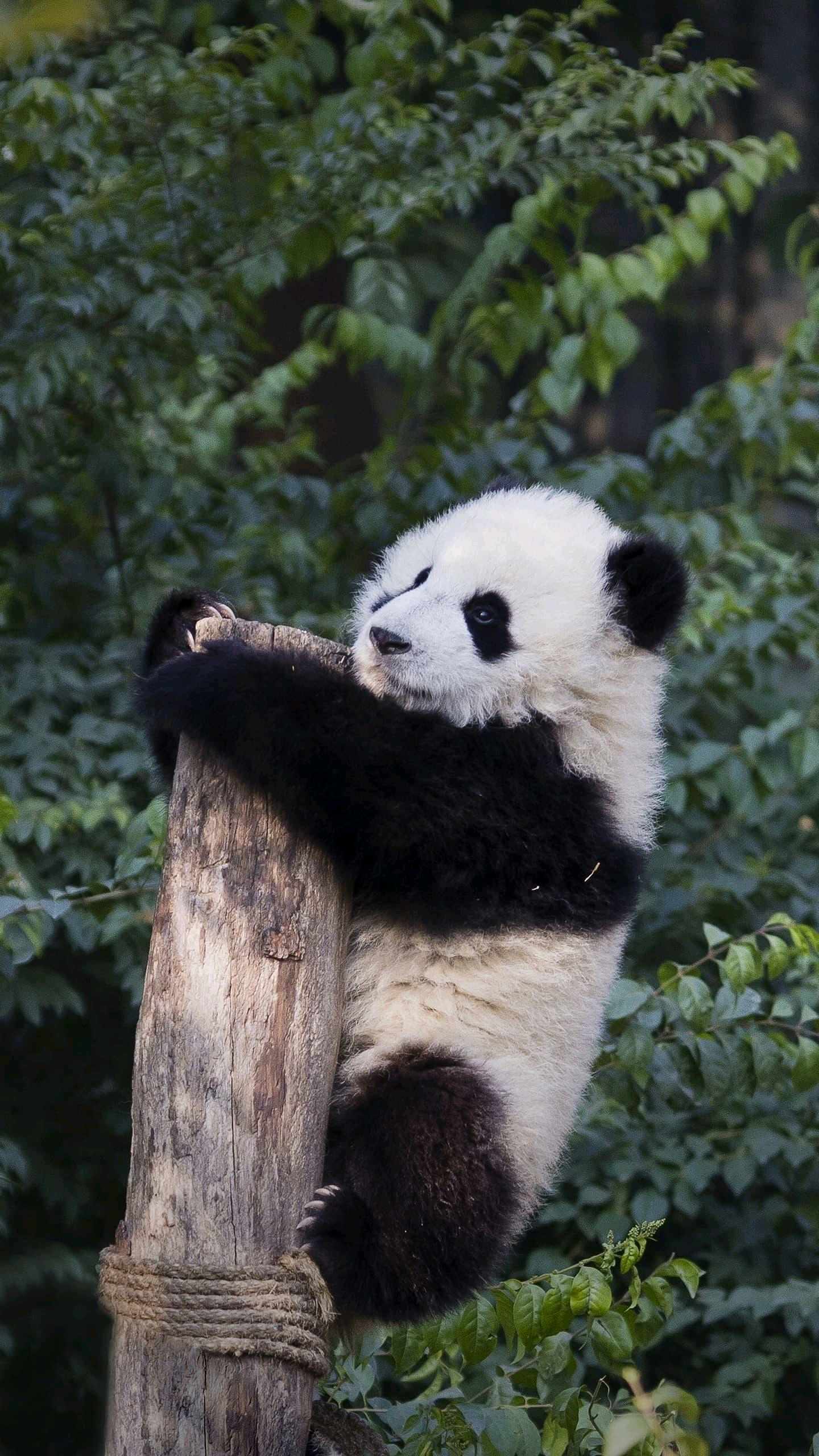 咣咣咣,来仨个涨停,人气聚聚,也都知道你这个牌子