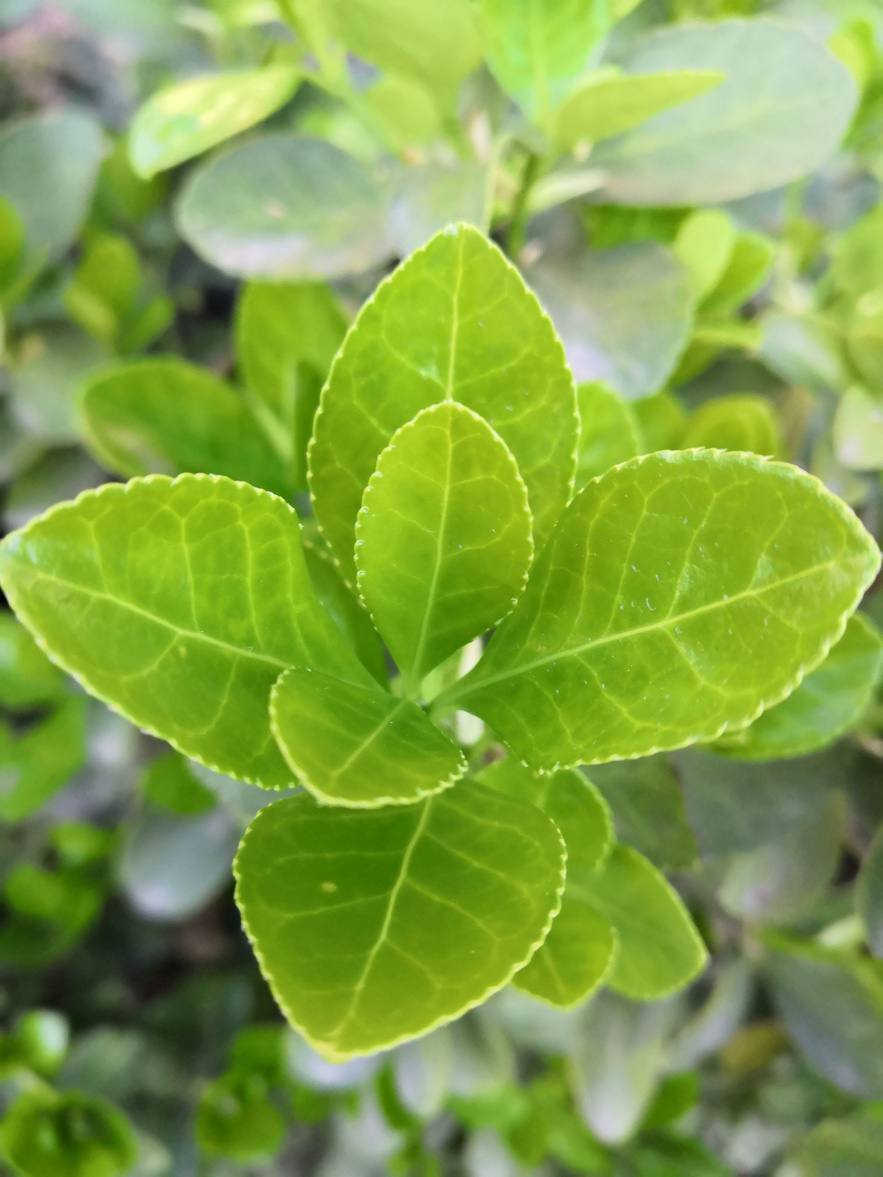 生长_长青股份(002391)股吧_东方财富网股吧