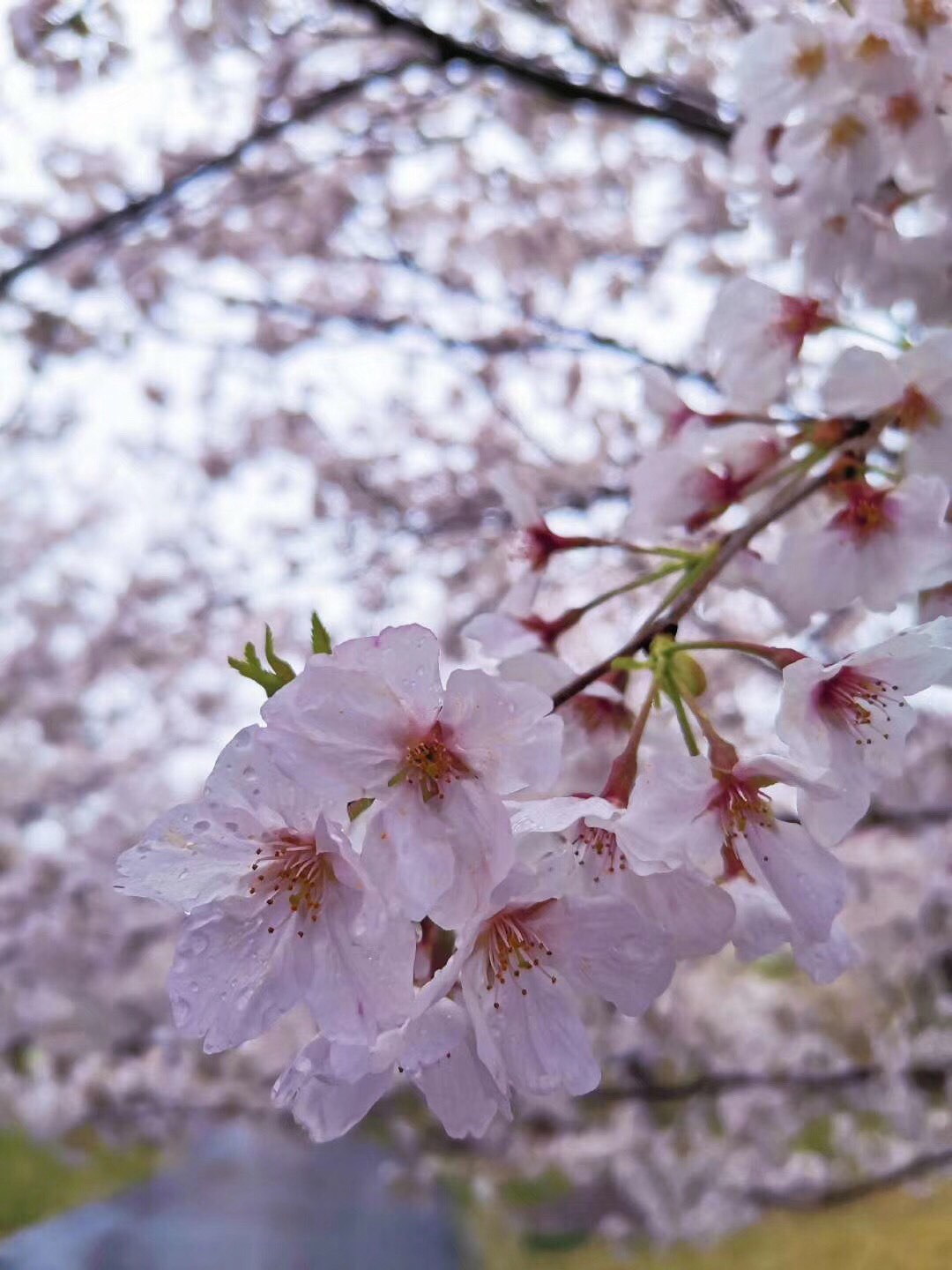 林花謝了春紅,太匆匆.無奈朝來寒雨,晚來風.胭脂淚,相留醉,幾時重.