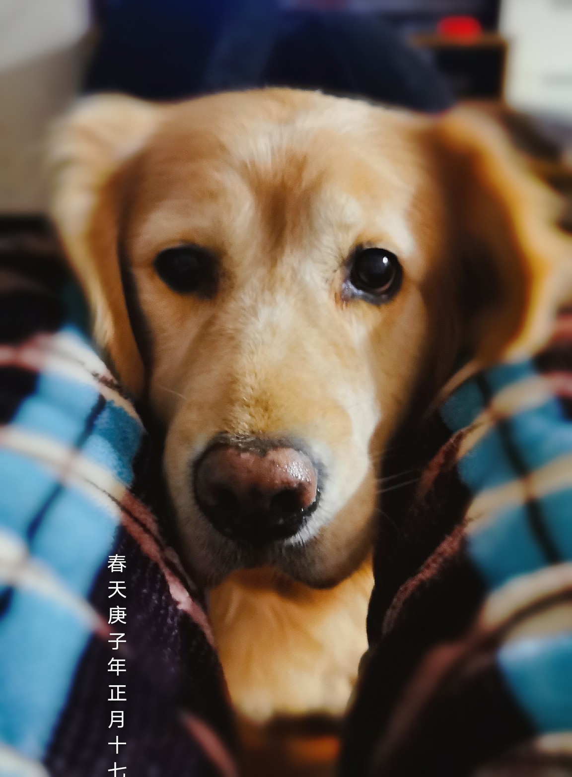 这个庄太险恶,良心坏透!