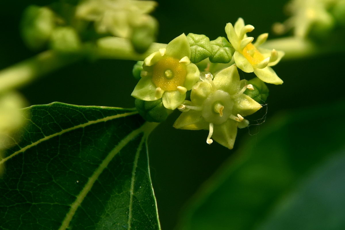 央视报道,中国自主设计的核聚变实验装置,被称为"人