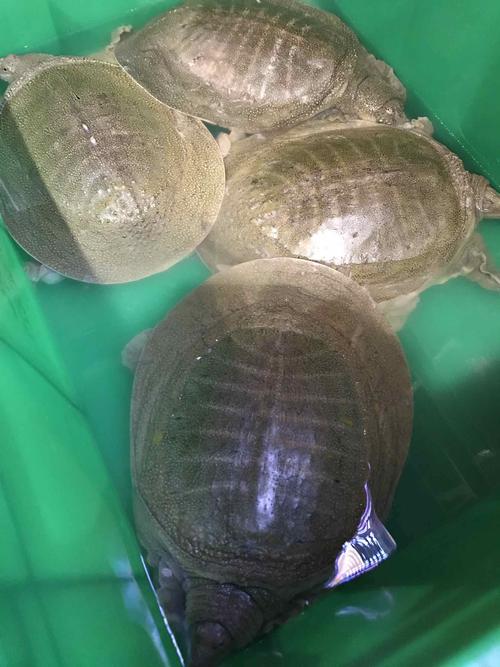 水鱼们大家好,我今天扫货了谢谢你们