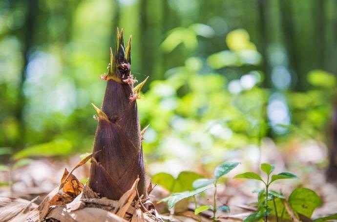 笋是不是寒性的 8F27EC67A66F0F24A0D1380C41B05A17_w690h455.jpg