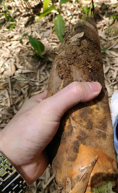 下乡回来已经收盘农户给我们挖了些竹笋今晚尝鲜微笑