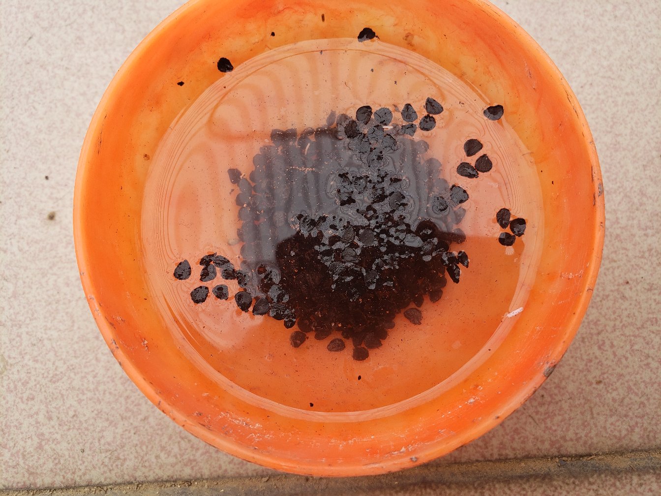 见过韭菜,没见过韭菜种子吧[想一下],来,瞅瞅,泡了生根粉的韭菜种子