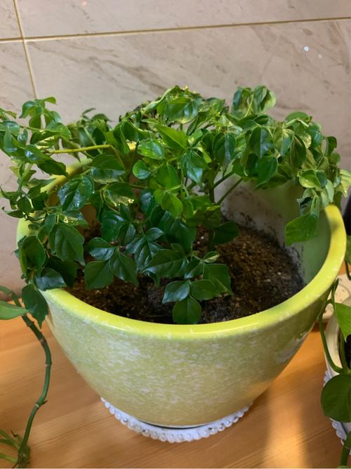 买了棵幸福树小苗准备慢慢等待它长大