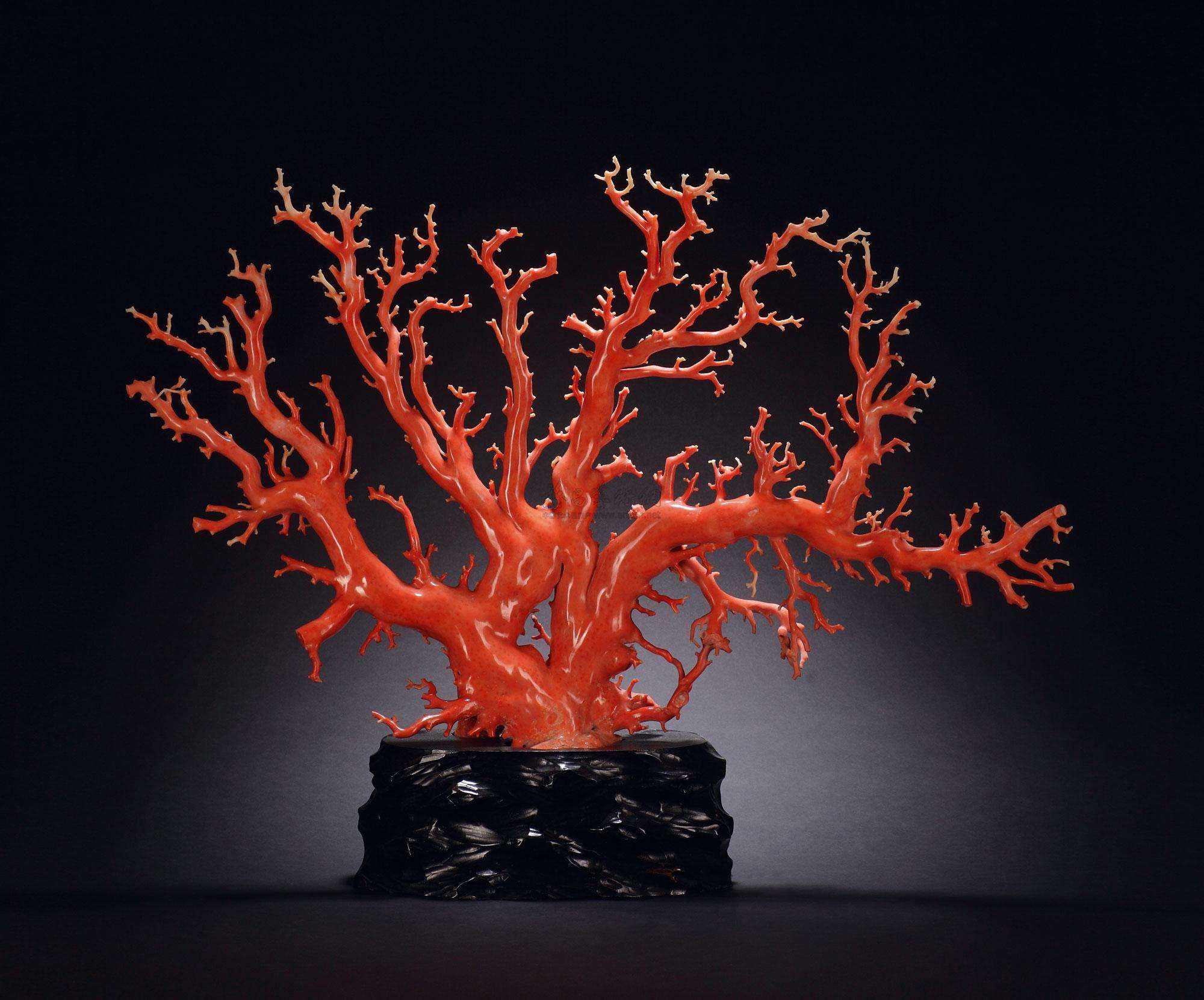 美丽的红珊瑚,很多人都喜欢,你知道是怎样形成的吗?