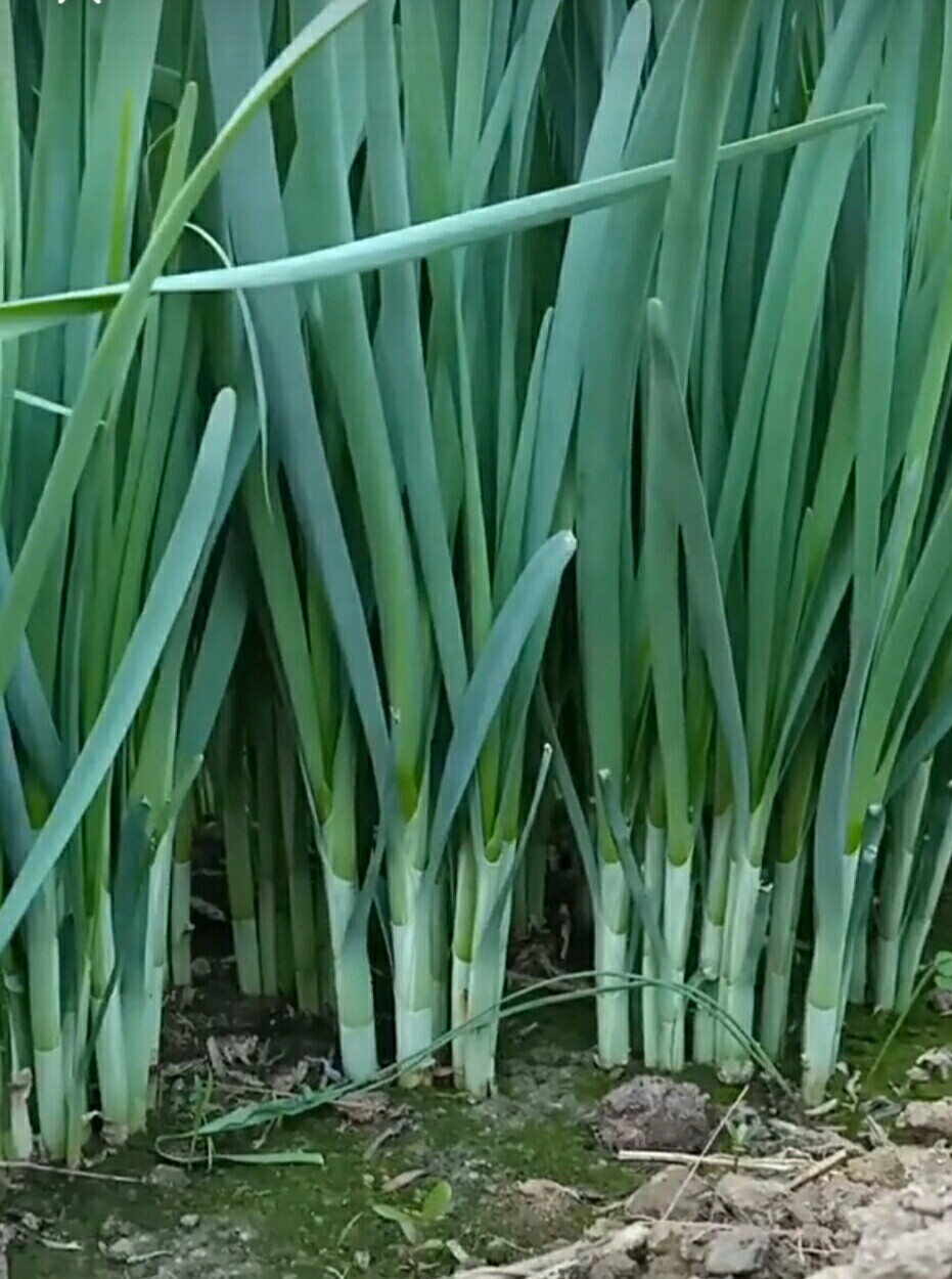 韭菜长的不错!但我个人看法是蓝帆医疗不错,值得持有,盼后面有大起色.