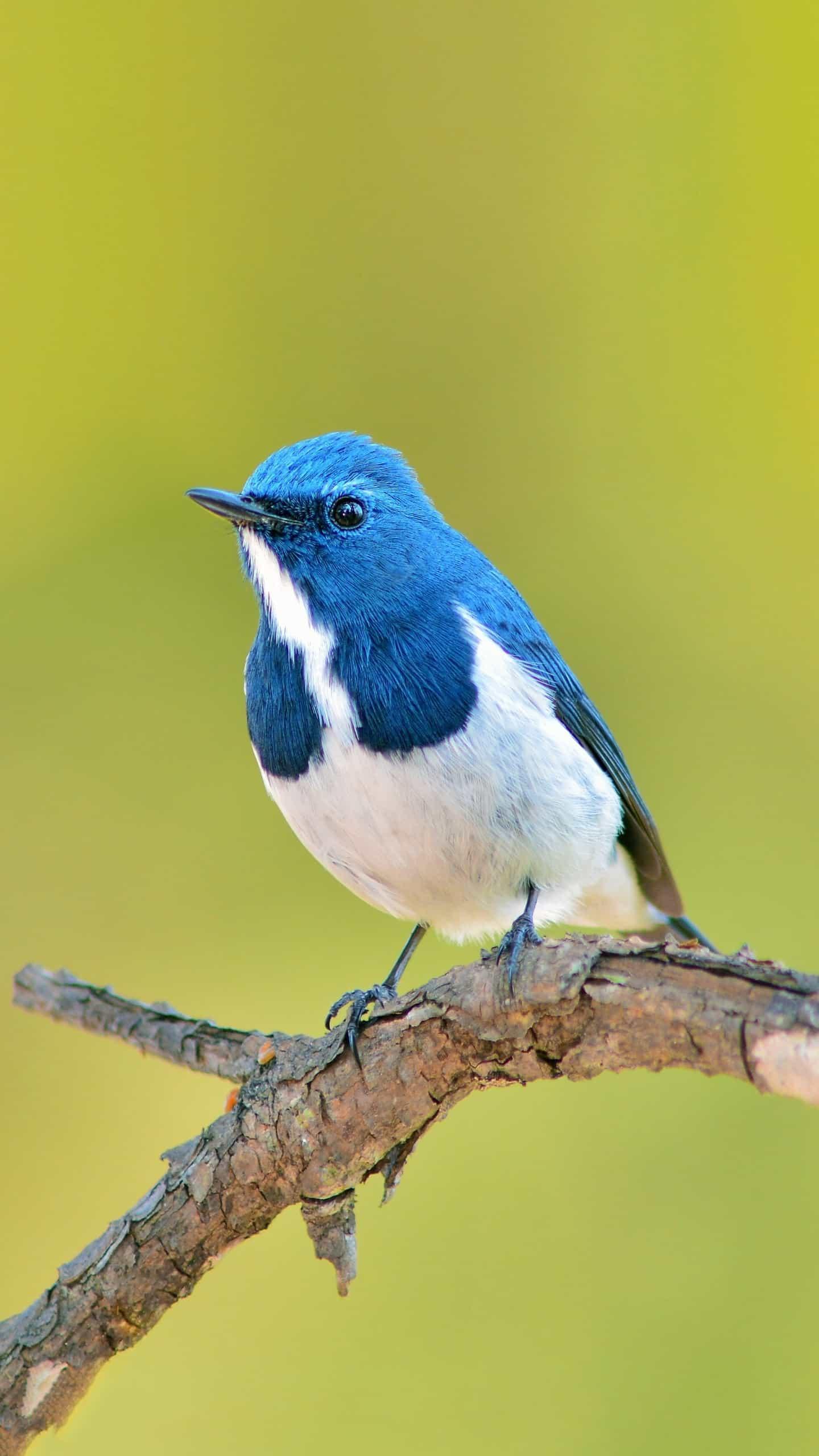 1440_2560竖版 竖屏