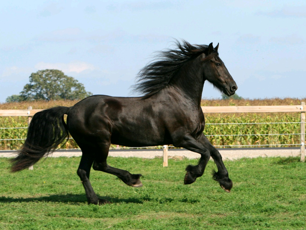 你果然是匹黑马