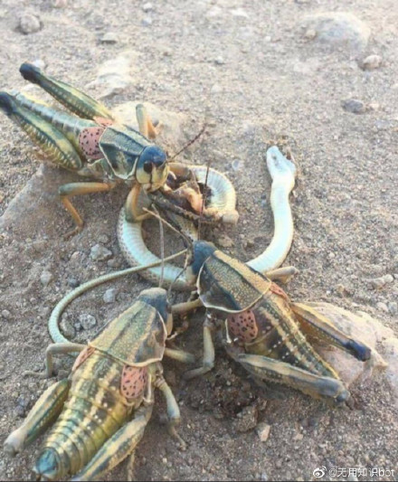 蝗虫中的战斗机