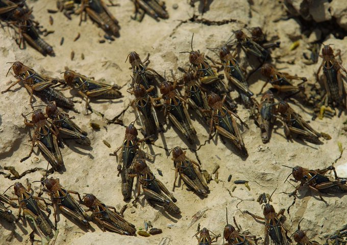 非洲大蝗虫一个抵三个