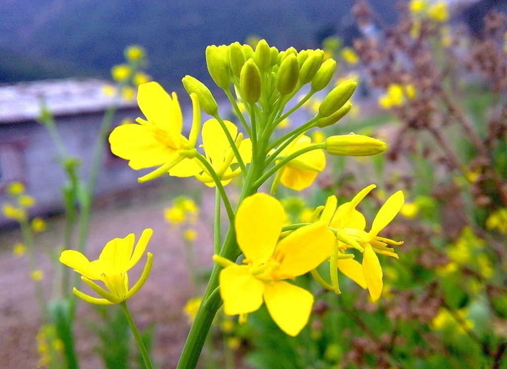 五月一日出遊計劃:五月一日出遊計劃~北京大興紅星農場~油菜花海[俏皮